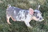 Kirby, a male French Bulldog for sale in Sturgis, MI – 3 of 10