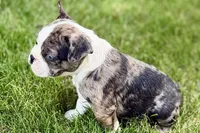 Rebel, a male Frenchton for sale in Sturgis, MI – 7 of 10
