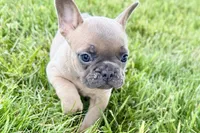Bailey, a female French Bulldog for sale in Sturgis, MI – 7 of 9