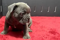 Lionel, a  French Bulldog for sale in Sturgis, MI – 4 of 10