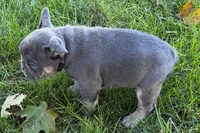 Kanto , a male French Bulldog for sale in Sturgis, MI – 9 of 9