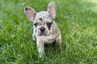 Gizmo, a male French Bulldog for sale in Sturgis, MI – 3 of 9