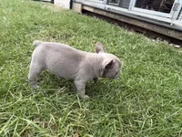 Colt, a male French Bulldog for sale in Sturgis, MI – 7 of 10