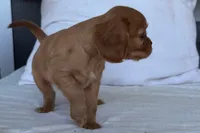 Susie, a female Cavalier King Charles Spaniel for sale in Sturgis, MI – 3 of 9
