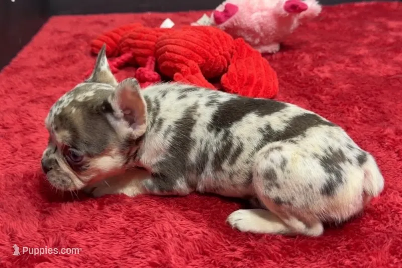 Zero – French Bulldog puppy for sale in Sturgis, MI