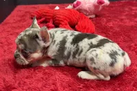 Zero, a female French Bulldog for sale in Sturgis, MI – 1 of 8