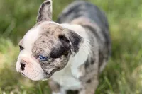 Rebel, a male Frenchton for sale in Sturgis, MI – 4 of 10