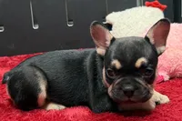 Zion , a male French Bulldog for sale in Sturgis, MI – 8 of 10