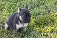 Coco, a female French Bulldog for sale in Sturgis, MI – 3 of 9