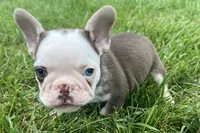 Gypsy , a female French Bulldog for sale in Sturgis, MI – 9 of 10