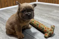 Ruby, a female French Bulldog for sale in Sturgis, MI – 9 of 9