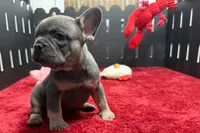 Xander, a male French Bulldog for sale in Sturgis, MI – 6 of 10