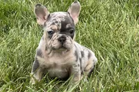 Ethel, a female French Bulldog for sale in Sturgis, MI – 9 of 9