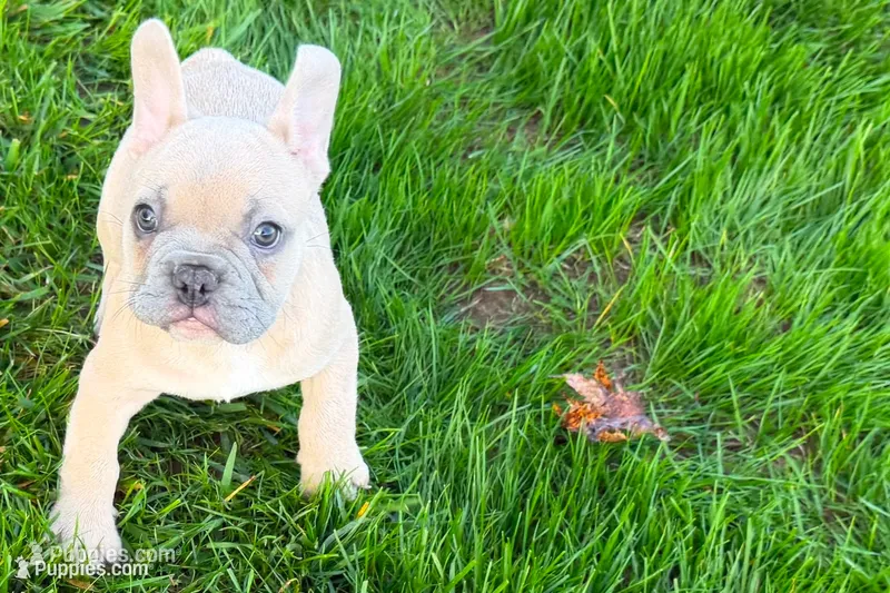 Luke – French Bulldog puppy for sale in Sturgis, MI