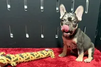 Zack , a male French Bulldog for sale in Sturgis, MI – 6 of 10