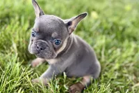Bonnie, a female French Bulldog for sale in Sturgis, MI – 6 of 9