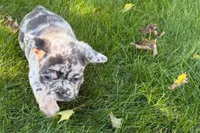 Korsak , a male French Bulldog for sale in Sturgis, MI – 8 of 10