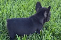 Pearl, a female French Bulldog for sale in Sturgis, MI – 5 of 7