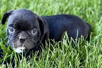 Quincy, a male Frenchton for sale in Sturgis, MI – 3 of 10