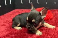 Zebra, a female French Bulldog for sale in Sturgis, MI – 3 of 8