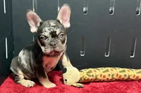 Zack , a male French Bulldog for sale in Sturgis, MI – 3 of 10