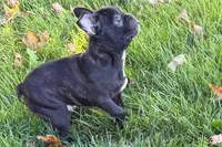 Verle, a male Frenchton for sale in Sturgis, MI – 9 of 10