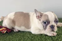 Frankie, a male French Bulldog for sale in Sturgis, MI – Photo 6 of 8