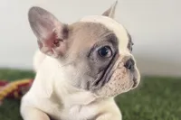 Frankie, a male French Bulldog for sale in Sturgis, MI – Photo 3 of 8