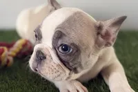 Frankie, a male French Bulldog for sale in Sturgis, MI – Photo 4 of 8