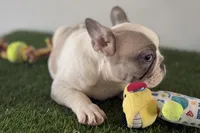 Frankie, a male French Bulldog for sale in Sturgis, MI – Photo 7 of 8