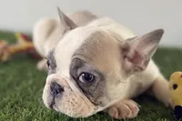 Frankie, a male French Bulldog for sale in Sturgis, MI – Photo 5 of 8