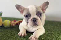 Frankie, a male French Bulldog for sale in Sturgis, MI – Photo 1 of 8