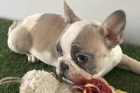 Frankie, a male French Bulldog for sale in Sturgis, MI – Photo 2 of 8