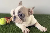 Frankie, a male French Bulldog for sale in Sturgis, MI – Photo 8 of 8