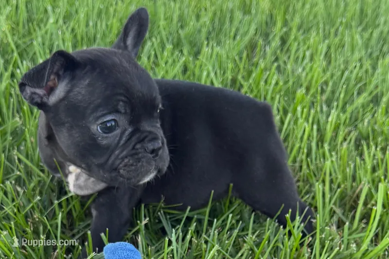 Paula  – French Bulldog puppy for sale in Sturgis, MI