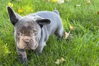 Kurt, a male French Bulldog for sale in Sturgis, MI – 6 of 10