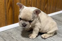 Roseie, a female French Bulldog for sale in Sturgis, MI – 6 of 10