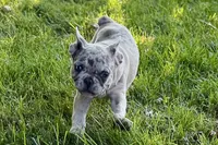Gizmo, a male French Bulldog for sale in Sturgis, MI – 7 of 9