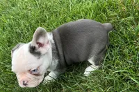 Gaddy, a male French Bulldog for sale in Sturgis, MI – 10 of 10
