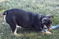 Marshall, a male French Bulldog for sale in Sturgis, MI – 3 of 10