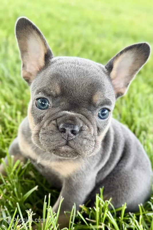 Bonnie – French Bulldog puppy for sale in Sturgis, MI