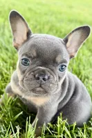 Bonnie, a female French Bulldog for sale in Sturgis, MI – 1 of 9