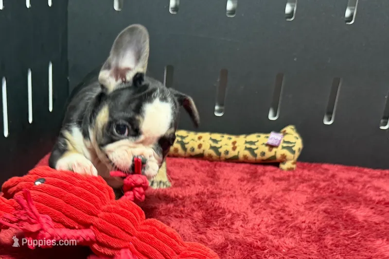 Cookie – French Bulldog puppy for sale in Sturgis, MI
