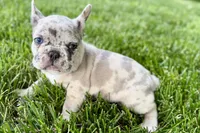 Gizmo, a male French Bulldog for sale in Sturgis, MI – 3 of 10