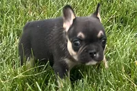Franny  , a female French Bulldog for sale in Sturgis, MI – 6 of 10