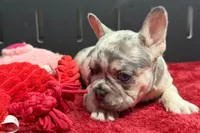 Zink, a female French Bulldog for sale in Sturgis, MI – 5 of 8