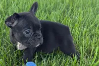 Paula , a female French Bulldog for sale in Sturgis, MI – 3 of 9