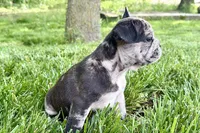 Ginger, a female French Bulldog for sale in Sturgis, MI – 5 of 10