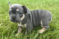Echo, a male French Bulldog for sale in Sturgis, MI – 4 of 10