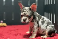 Zina , a female French Bulldog for sale in Sturgis, MI – 4 of 10